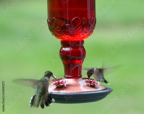 hummingbird feeding on feeder