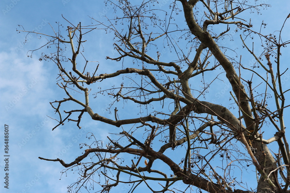 Leaves and artistic tree branches with blue sky in autumn, South Korea Leaves and artistic tree branches with blue sky in autumn, South Korea