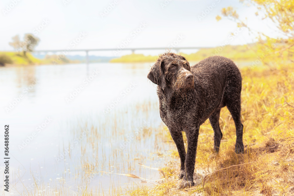 elderly drahthaar dog near the lake elderly drahthaar dog near the lake