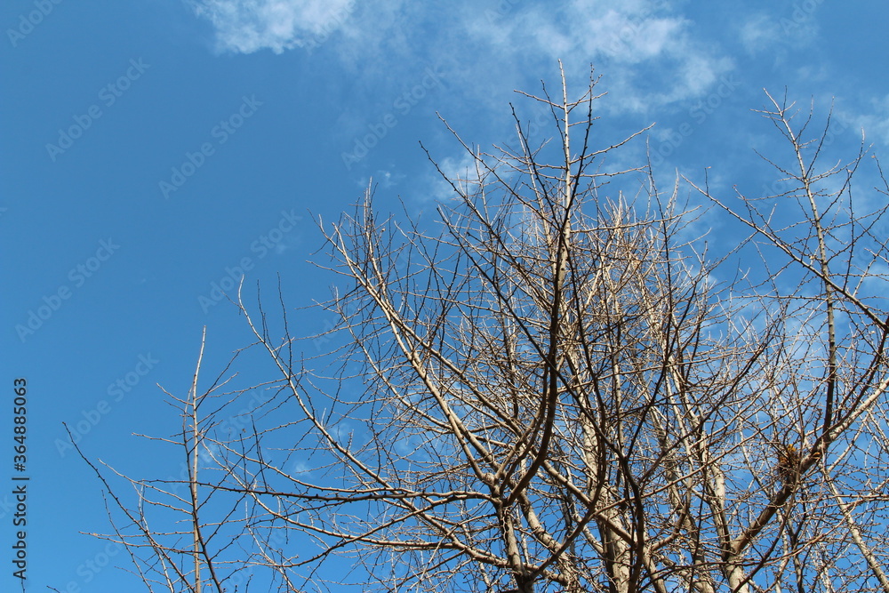 Dry and artistic tree branches of Ginkgo with blue sky in autumn, South Korea Dry and artistic tree branches of Ginkgo with blue sky in autumn, South Korea