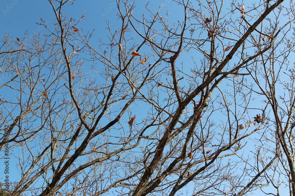 Colourful autumn leaves and artistic tree branches with blue sky, South Korea Colourful autumn leaves and artistic tree branches with blue sky, South Korea