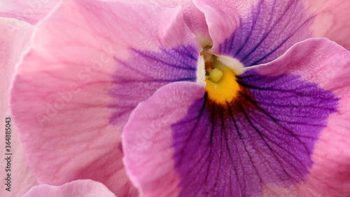 close up of a pink flower background texture or wallpaper