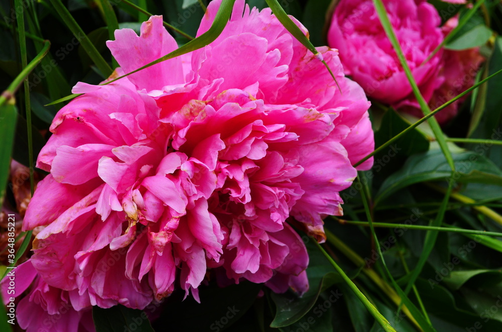 Closeup of pink peony flower in the garden Closeup of pink peony flower in the garden