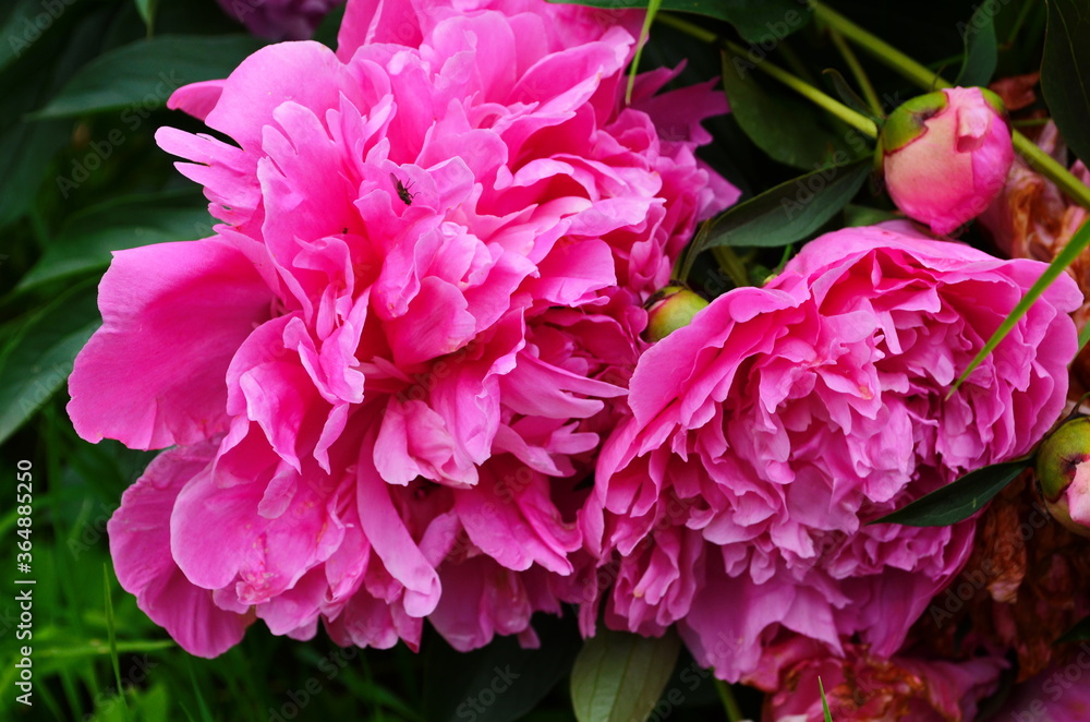 Closeup of pink peony flower in the garden