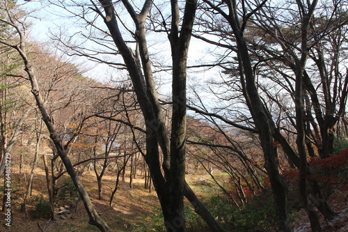 Autumn view of colourful leaves and trees in forest, South Korea