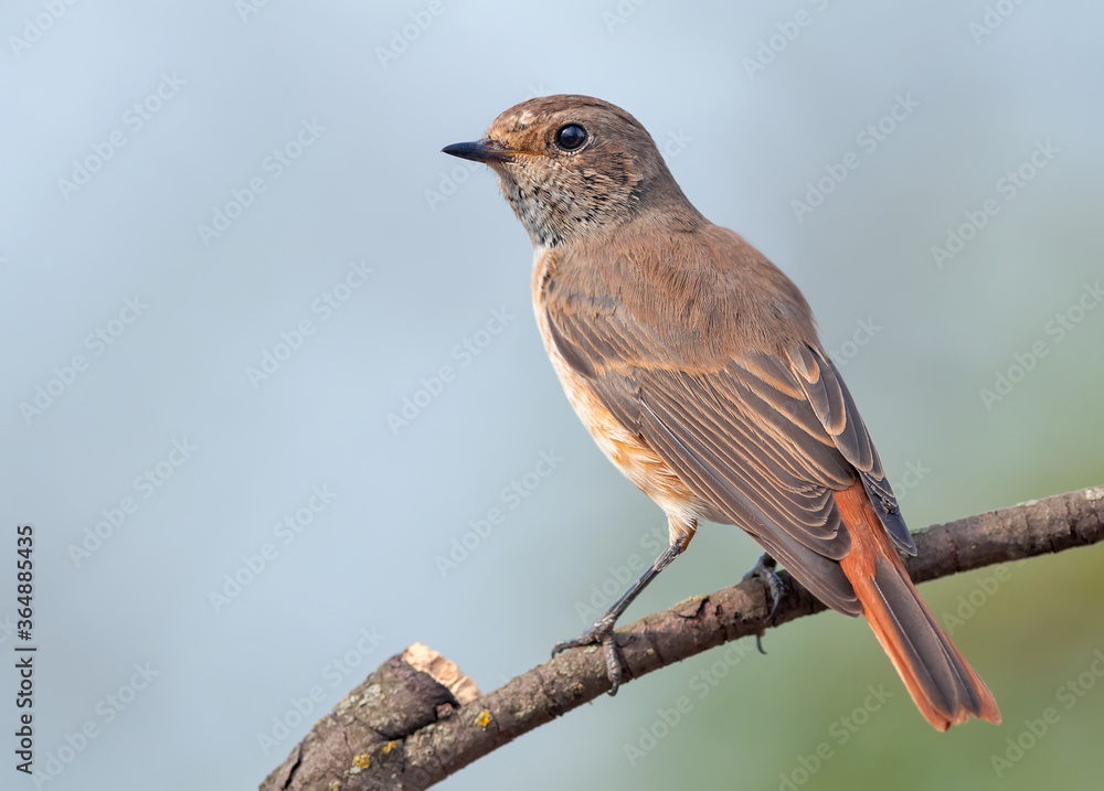Young chick bird Common redstart posing on dried stick with light background Young chick bird Common redstart posing on dried stick with light background