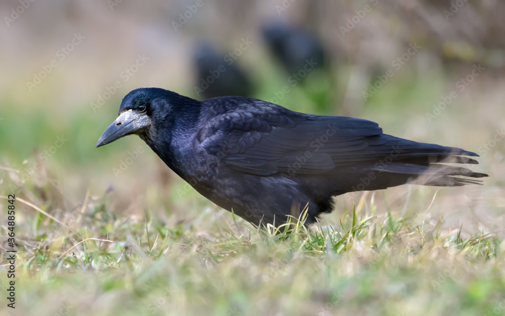 Shiny Rook (corvus frugilegus) walks on the grass cover in early spring Shiny Rook (corvus frugilegus) walks on the grass cover in early spring