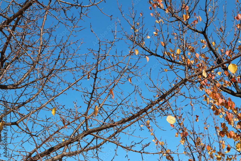 Colourful autumn leaves and artistic tree branches with blue sky, South Korea Colourful autumn leaves and artistic tree branches with blue sky, South Korea