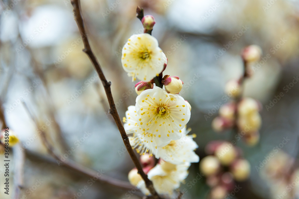Prunus mume at Kitano Tenmangu Shrine in Kyoto, Japan. The shrine was built during 947AD by the emperor of the time in honor of Sugawara no Michizane. Prunus mume at Kitano Tenmangu Shrine in Kyoto, Japan. The shrine was built during 947AD by the emperor of the time in honor of Sugawara no Michizane.