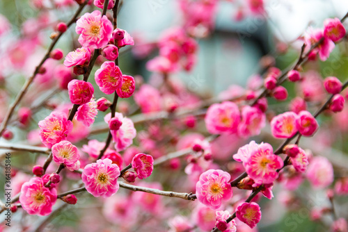 Prunus mume at Kitano Tenmangu Shrine in Kyoto, Japan. The shrine was built during 947AD by the emperor of the time in honor of Sugawara no Michizane.