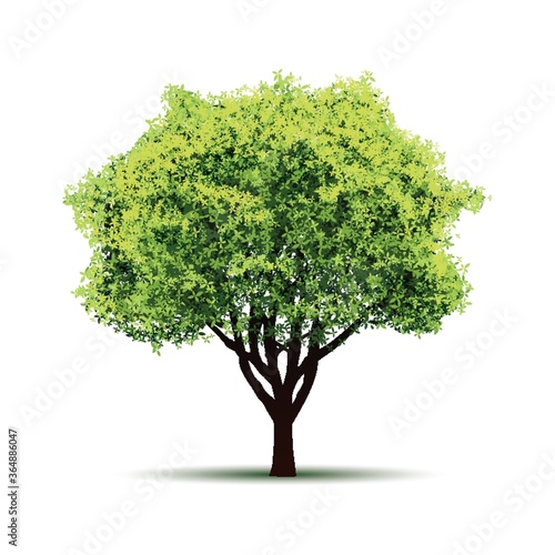tree