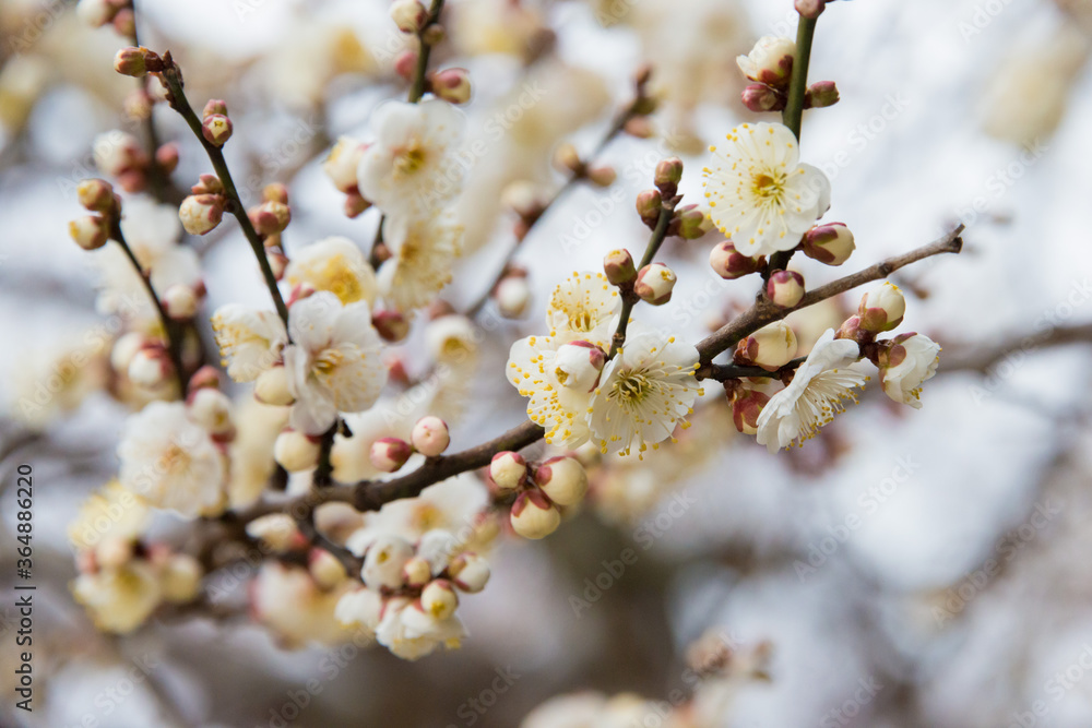 Prunus mume at Kitano Tenmangu Shrine in Kyoto, Japan. The shrine was built during 947AD by the emperor of the time in honor of Sugawara no Michizane. Prunus mume at Kitano Tenmangu Shrine in Kyoto, Japan. The shrine was built during 947AD by the emperor of the time in honor of Sugawara no Michizane.