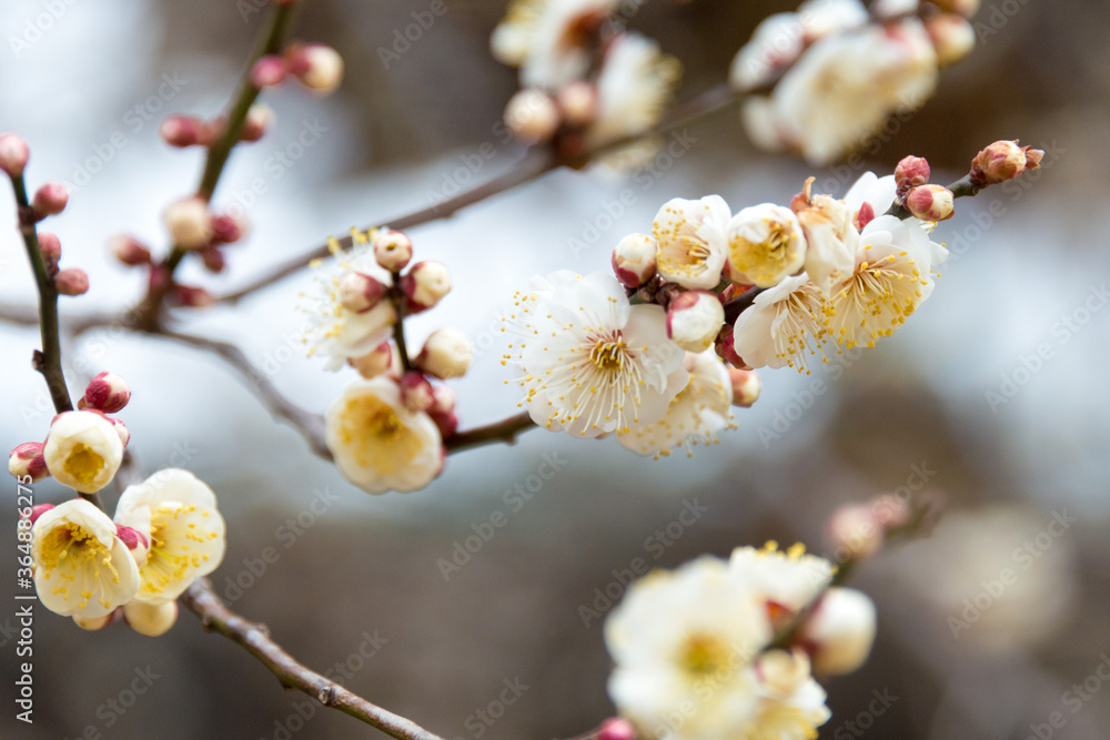 Prunus mume at Kitano Tenmangu Shrine in Kyoto, Japan. The shrine was built during 947AD by the emperor of the time in honor of Sugawara no Michizane. Prunus mume at Kitano Tenmangu Shrine in Kyoto, Japan. The shrine was built during 947AD by the emperor of the time in honor of Sugawara no Michizane.