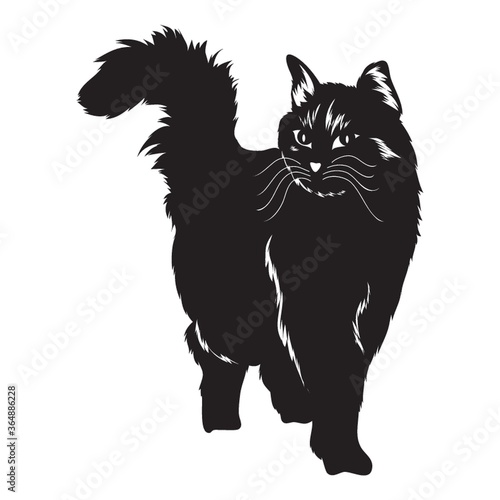 silhouette of cat