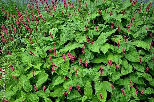 It forms stout, cushion-like tufts of fresh green leaves with a heart-shaped base and a slightly wavy edge. narrow, sirloin inflorescences. the inflorescences are composed of small, deep pink flowers, photo