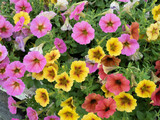 Colorful and in bloom Petunia in garden.