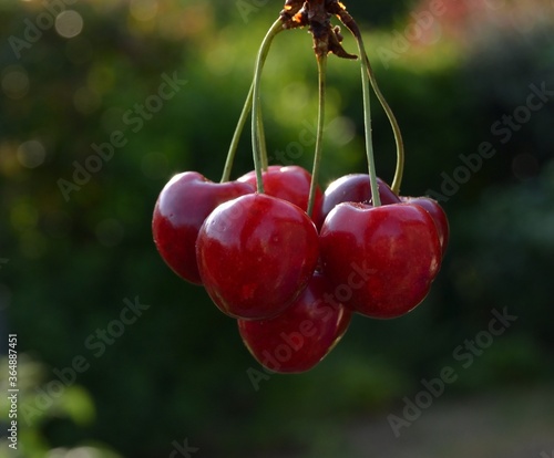 Grappe de belles cerises rouges photo