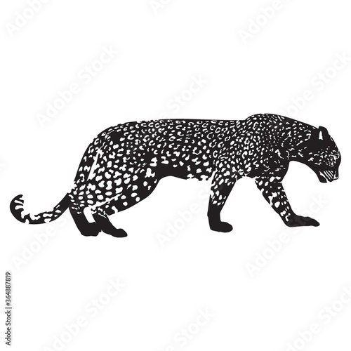 leopard