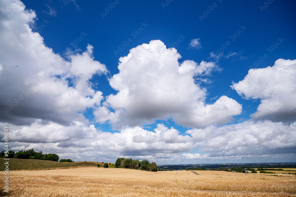 Golden grain on a field in a countryside landscape