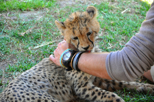 Adorable and funny baby cheetah cub, laying on the green grass, licking hand