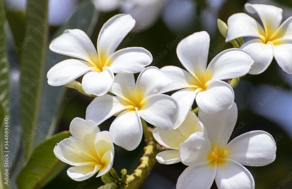 Purity of white frangipani blossom of tropical tree flower, plumeria flower blooming on tree, spa flower Purity of white frangipani blossom of tropical tree flower, plumeria flower blooming on tree, spa flower
