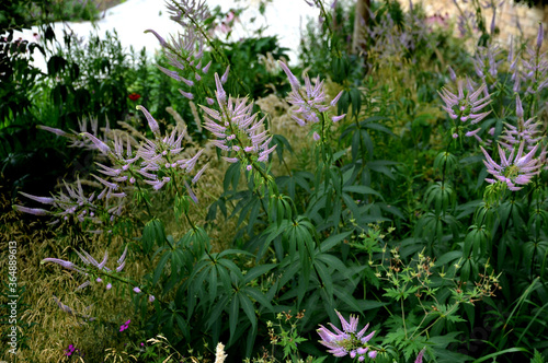 the inflorescence is composed of small, lilac-pink to light purple flowers, to which long white stamens with dark purple anthers protrude from the calyx. perennials in tone-on-tone compositions photo