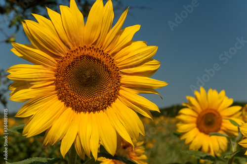Sunflower close up. © irina