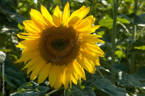 Sunflower close up.