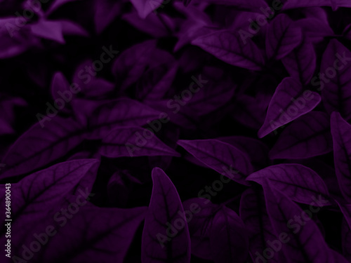 Beautiful abstract color blue and purple flowers on dark background and purple graphic pink flower frame and pink leaves texture, purple background, colorful graphics banner, purple leaves
