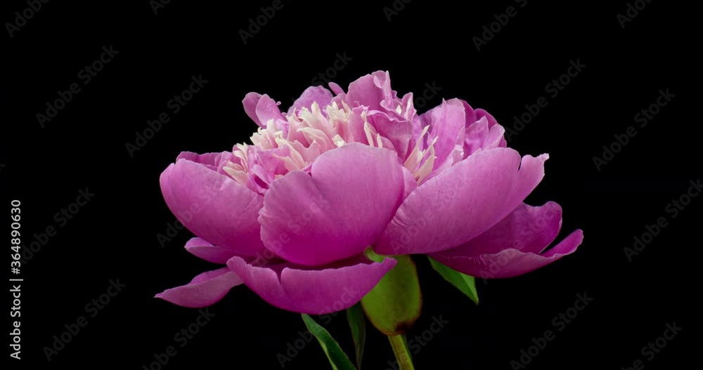 Timelapse of pink peony flower blooming on black background. Blooming peony flower open, close-up. Wedding backdrop, Valentine's Day. Timelapse of pink peony flower blooming on black background. Blooming peony flower open, close-up. Wedding backdrop, Valentine's Day.