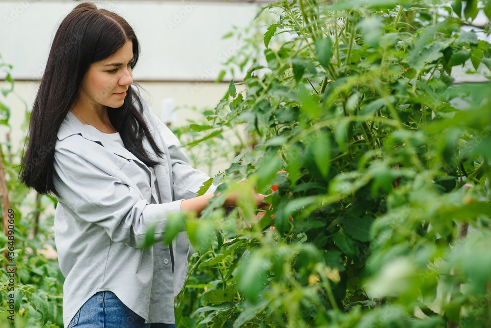 Young smiling agriculture woman worker in greenhouse. Young woman working in her greenhouse. Small Business. Farmer in a greenhouse. Friendly woman in greenhouse garden Young smiling agriculture woman worker in greenhouse. Young woman working in her greenhouse. Small Business. Farmer in a greenhouse. Friendly woman in greenhouse garden