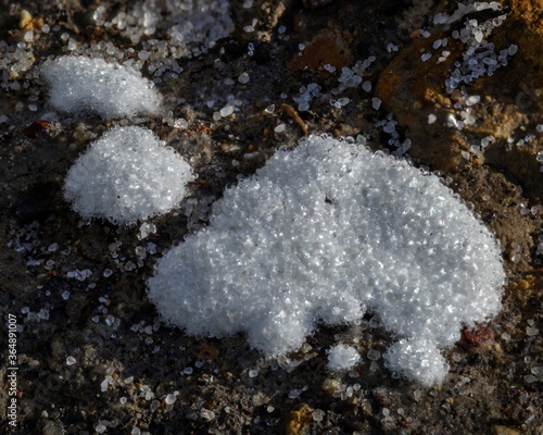 Slime Mold (Enteridium lycoperdon) in the early morning dew - NSW, Australia
