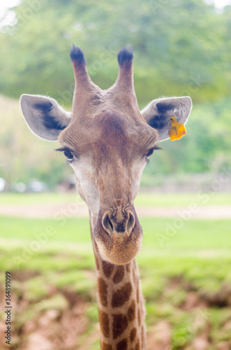 Canvas Print portrait close up of a giraffe