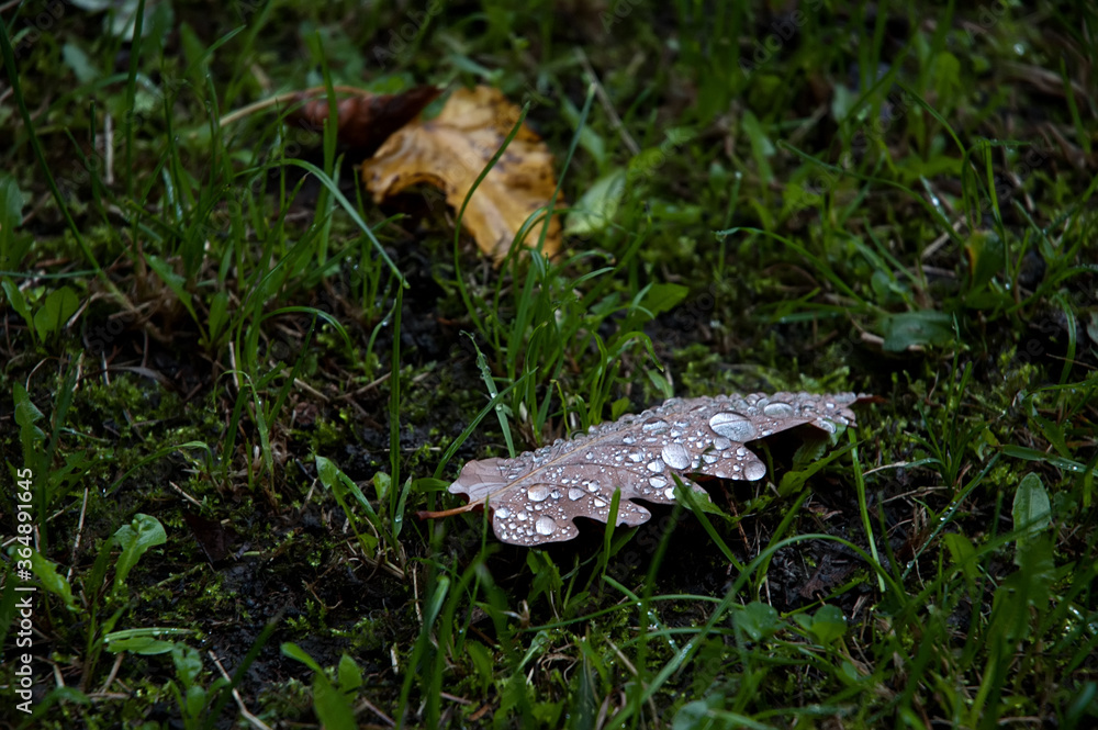 Obraz premium Wet lime autumn falling leaves