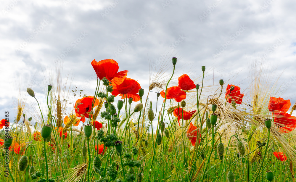 Fototapeta premium Close-up Of Red Poppies Blooming in a field amongst Bearded Barley near Thirsk, North Yorkshire,UK