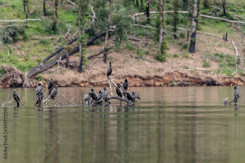 Little Black Cormorants on a sunken branch