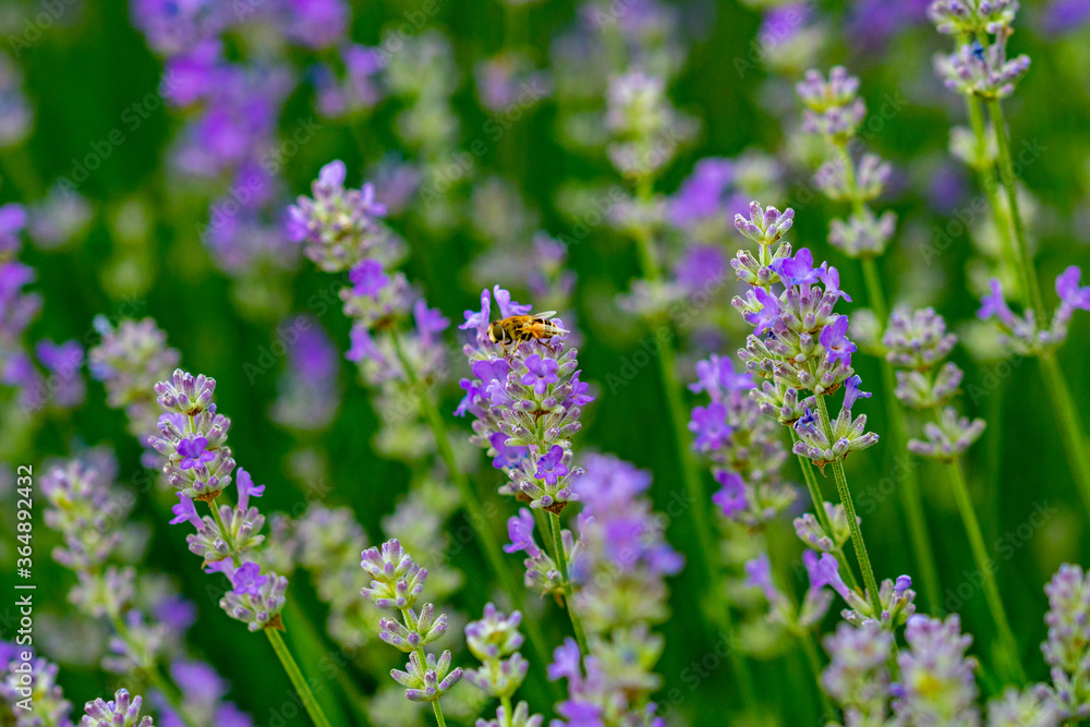 Obraz premium purple lavender in the sunlight on the green plain