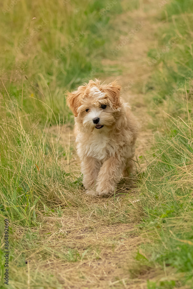 A cute puppy löwchen in the campaign
