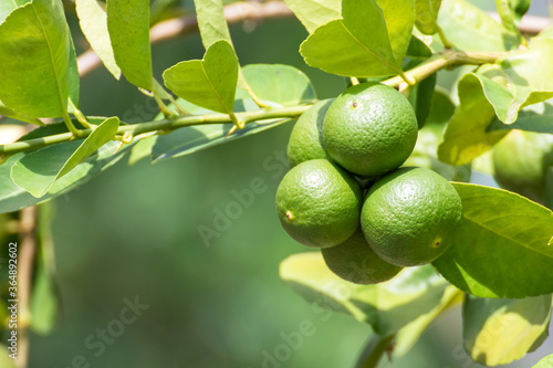 Wallpaper Mural Green lemon lime on tree in garden,Fresh lime green on the tree with light bokeh background Torontodigital.ca