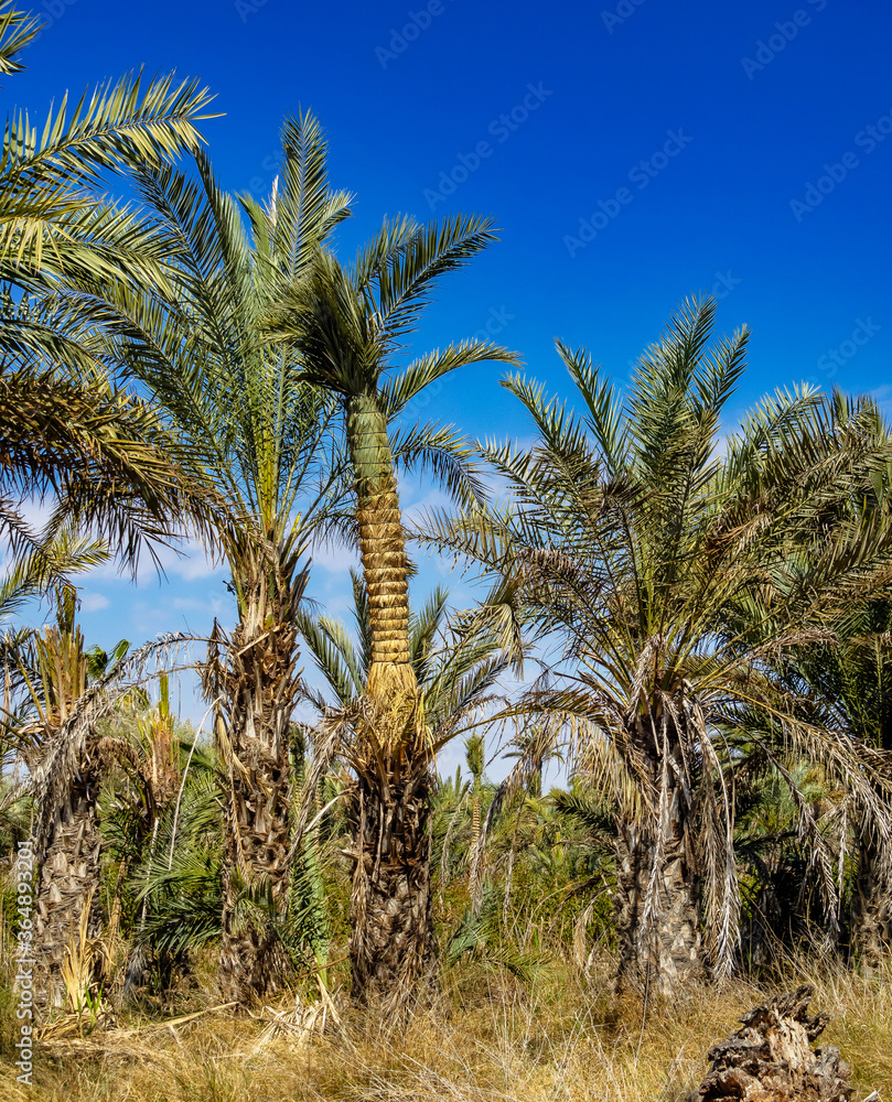 Palm Groves, Palmeral in Elche near Alicante in Spain Palm Groves, Palmeral in Elche near Alicante in Spain