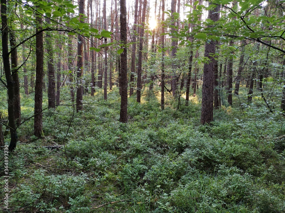 Fototapeta premium forest in spring