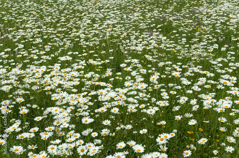Fototapeta premium Daisy field. Chamomile in nature.