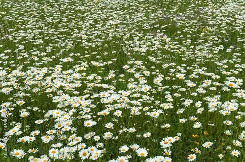 Daisy field. Chamomile in nature.