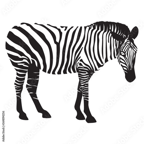 zebra