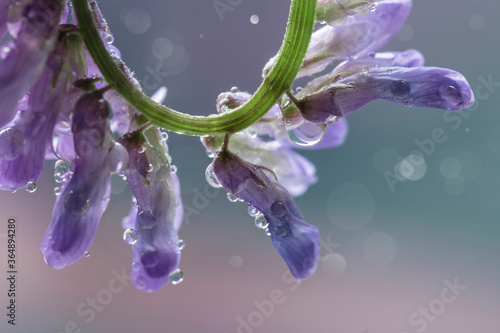 Image with drops on a flower. photo