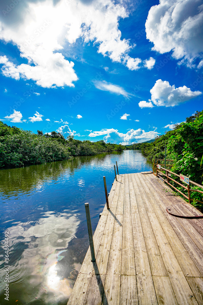 Obraz premium 西表島 仲間川