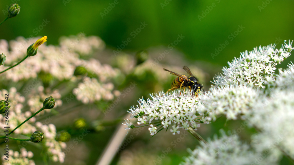 Fototapeta premium A wasp on a wild garlic plant