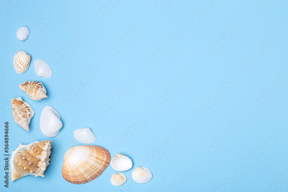 Image with shells. Image with shells.