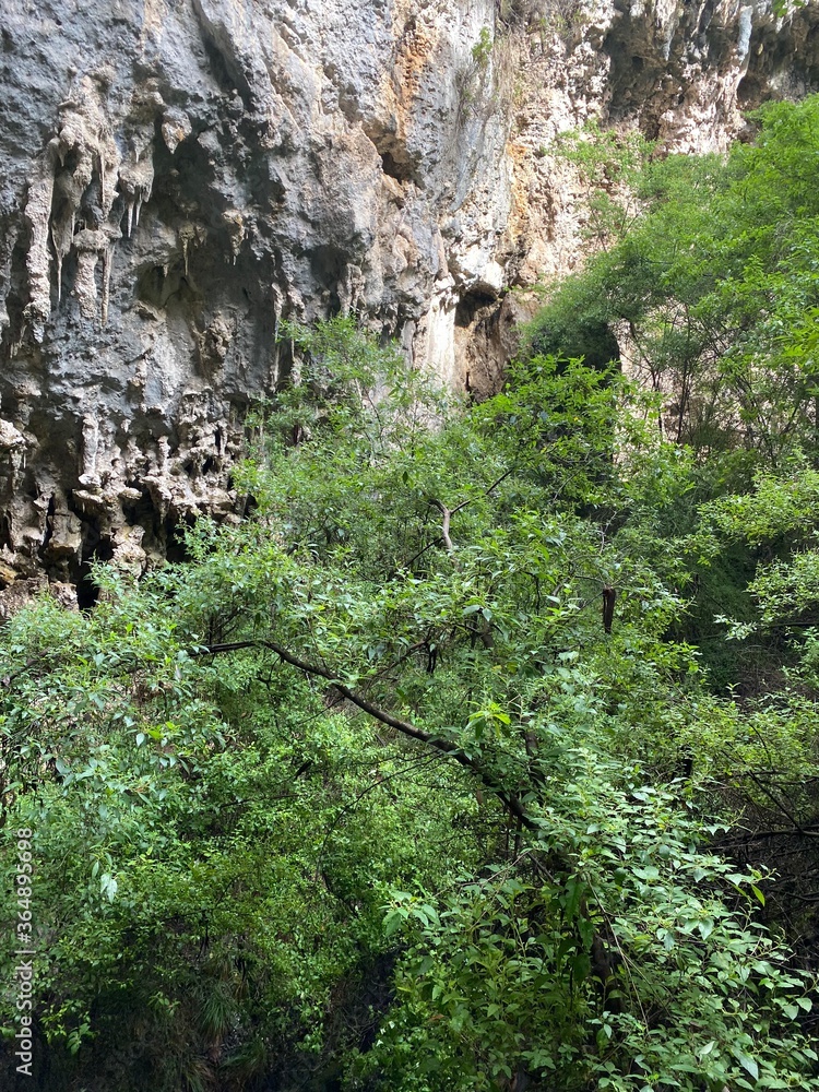 trees near the entrance of a cave trees near the entrance of a cave