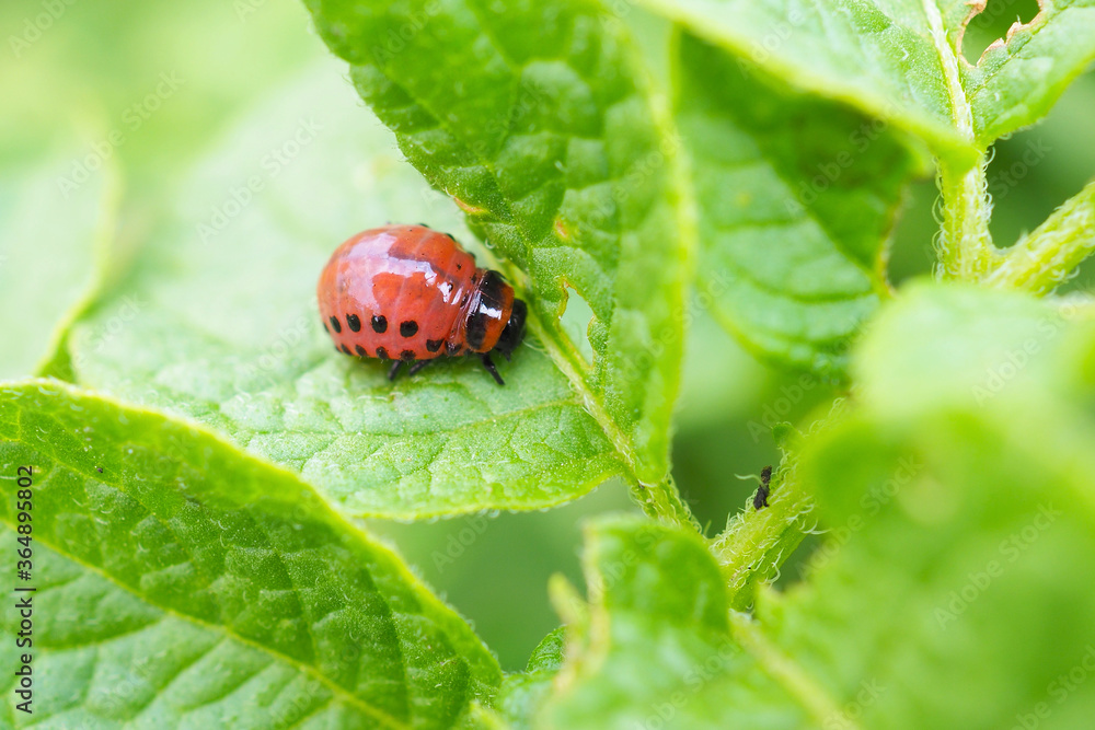 A ten-lined potato beetle larva sits on a leaf of plant. Close-up. Bright illustration on the topic of protecting potatoes from the Colorado beetle. High detail. Macro A ten-lined potato beetle larva sits on a leaf of plant. Close-up. Bright illustration on the topic of protecting potatoes from the Colorado beetle. High detail. Macro